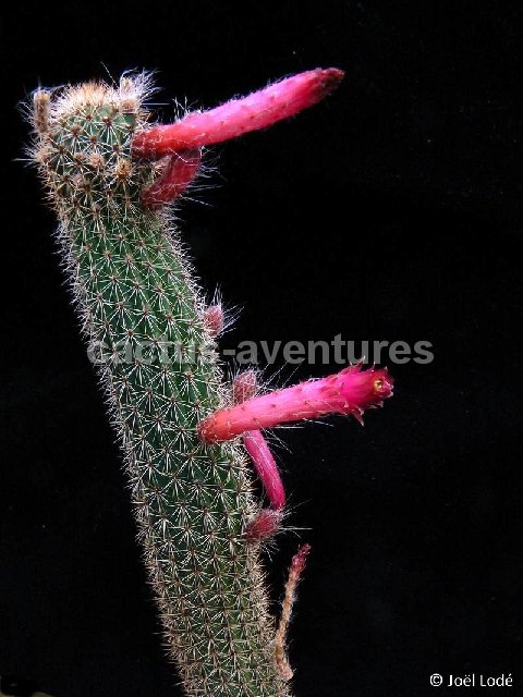 Cleistocactus candelilla ssp piraymiriensis P1330481